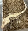 画像2: ☆1 タイガー♂ (2)
