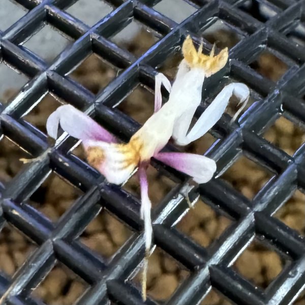画像1: ハナカマキリ (1)