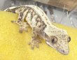 画像3: ☆6 ハーレークィン♂ (3)