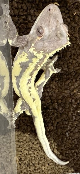 画像1: ☆11 フラペチーノ♂ (1)