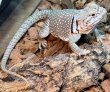 画像3: トウブクビワトカゲ♀ (3)