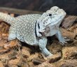 画像1: トウブクビワトカゲ♀ (1)
