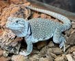 画像2: トウブクビワトカゲ♀ (2)