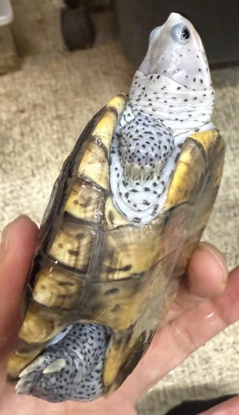 画像3: 3. オルナータダイヤモンドバックテラピン (3)