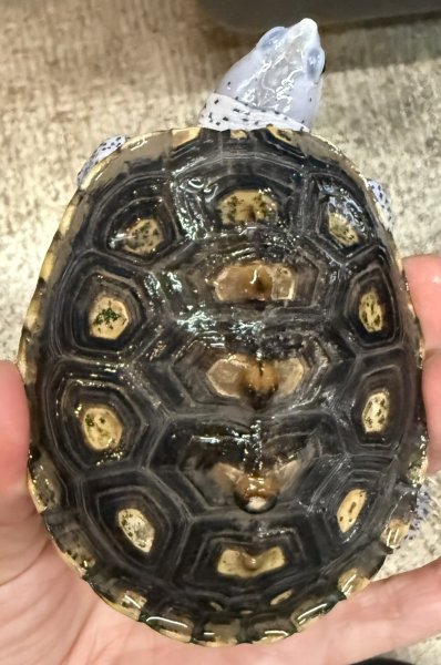 画像2: 3. オルナータダイヤモンドバックテラピン (2)