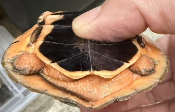 画像5: 1. ミスジハコガメ(ベトナム) (5)