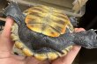 画像4: 1. テキサスダイヤモンドバックテラピン (4)