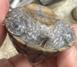画像4: 1. フロリダドワーフミシシッピニオイガメ (4)