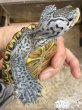 画像1: 2. カロリナダイヤモンドバックテラピン (1)