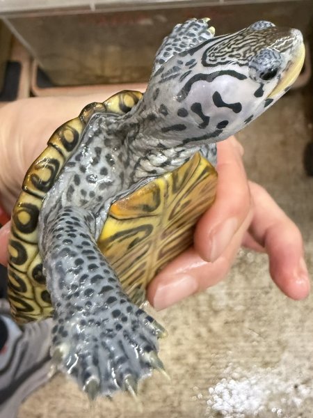 画像1: 2. カロリナダイヤモンドバックテラピン (1)