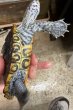 画像3: 2. カロリナダイヤモンドバックテラピン (3)