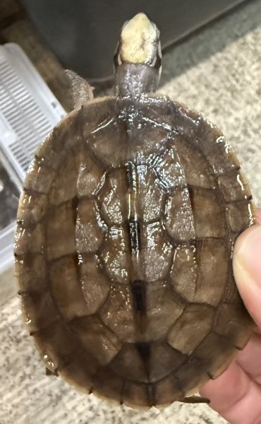 画像2: 1. ミスジハコガメ(ベトナム) (2)