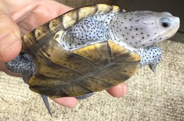 画像4: 3. オルナータダイヤモンドバックテラピン (4)