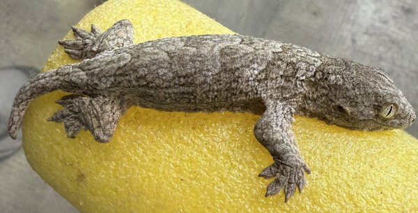 画像3: ☆5 ジャイアントゲッコー(マウントコーギス) (3)