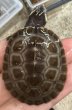画像4: 1. ニシキマゲタビガメ (4)