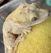 画像1: ☆17 ダルメシアン♀ (1)