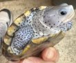 画像1: 3. オルナータダイヤモンドバックテラピン (1)