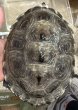画像4: 1. カロリナダイヤモンドバックテラピン♀ (4)