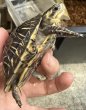 画像4: ☆1 フロリダハコガメ (4)