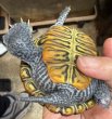 画像4: 2. カロリナダイヤモンドバックテラピン (4)