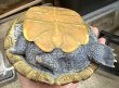画像5: 1. カロリナダイヤモンドバックテラピン♀ (5)