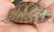 画像3: 1. オオアタマヒメニオイガメ (3)