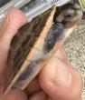 画像2: 1. ニシキマゲタビガメ (2)