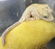 画像2: ☆17 ダルメシアン♀ (2)