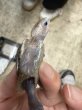 画像3: 1. オルナータダイヤモンドバックテラピン (3)