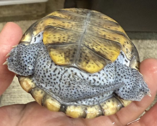 画像5: 3. オルナータダイヤモンドバックテラピン (5)