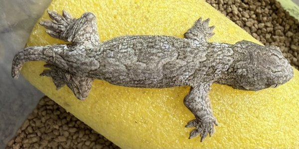 画像2: ☆5 ジャイアントゲッコー(マウントコーギス) (2)