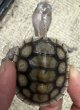 画像2: 1. オルナータダイヤモンドバックテラピン (2)