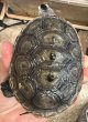 画像2: 1. テキサスダイヤモンドバックテラピン (2)