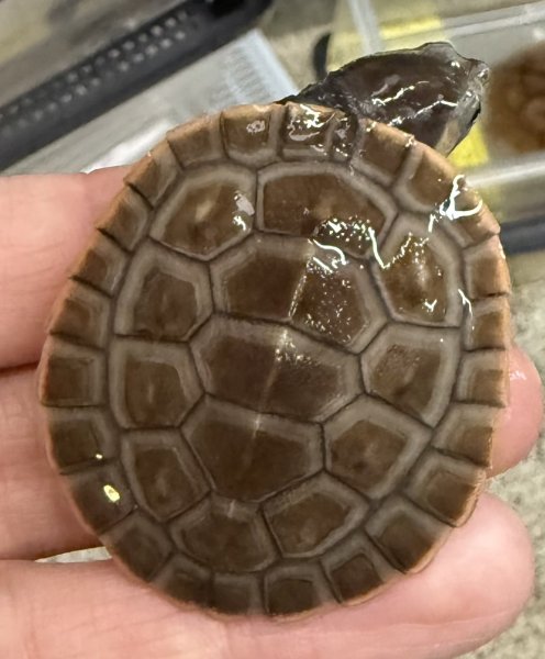 画像1: 1. ニシキマゲタビガメ (1)