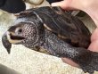 画像2: 2. テキサスダイヤモンドバックテラピン♀ (2)