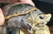 画像1: 1. ミスジドロガメ♂ (1)