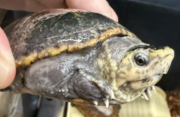 画像1: 1. ミスジドロガメ♂ (1)