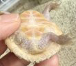 画像5: 1. オオアタマヒメニオイガメ (5)