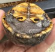 画像4: 1. ミスジドロガメ♂ (4)