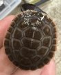 画像5: 1. ニシキマゲタビガメ (5)