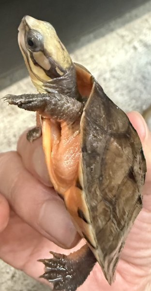 画像3: 1. ミスジハコガメ(ベトナム) (3)