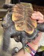 画像5: 2. テキサスダイヤモンドバックテラピン♀ (5)