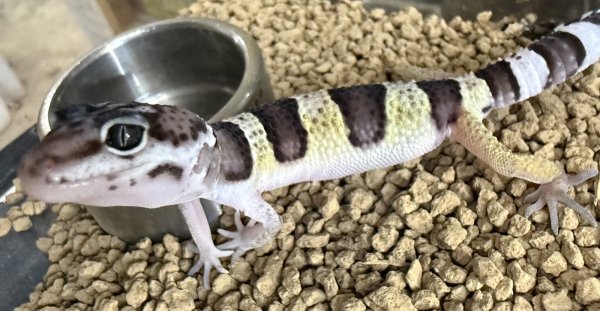 画像2: 21. ファスキオラータス (2)