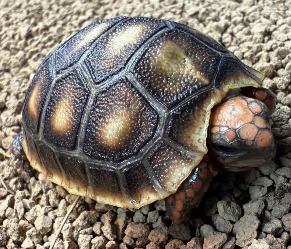 画像5: アカアシガメ（ベビー） (5)