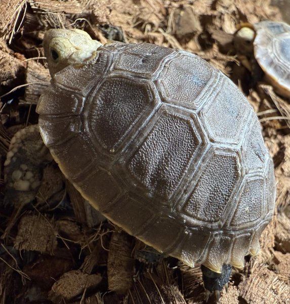 画像7: エロンガータリクガメ（ベビー） (7)