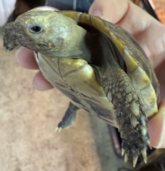 画像2: エロンガータリクガメ（ベビー） (2)