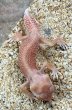 画像5: （ペア）ナメハダタマオヤモリ アルビノパターンレス  (5)