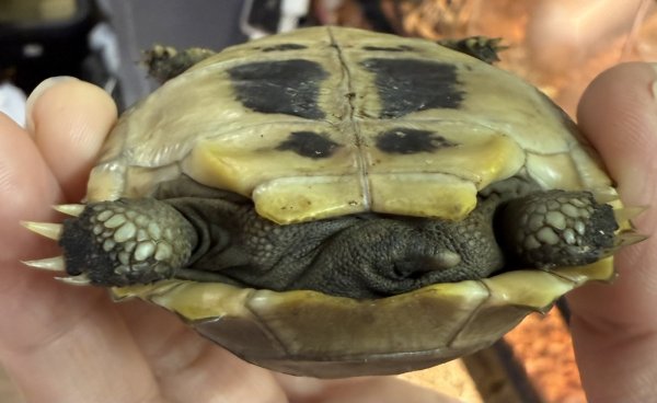 画像3: エロンガータリクガメ（ベビー） (3)