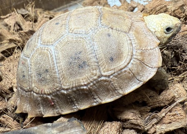 画像5: エロンガータリクガメ（ベビー） (5)