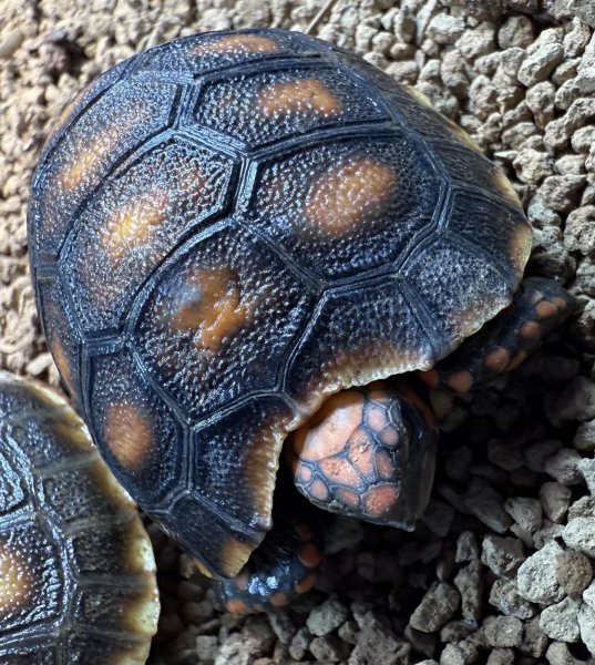 画像6: アカアシガメ（ベビー） (6)